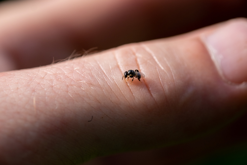 The smallest bee in the world.