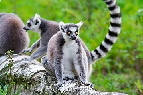 A ring-tailed lemur